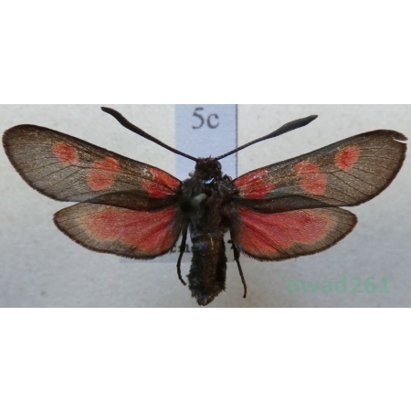 Zygaena trifolii (Esper, 1783) Kraśnik pięcioplamek Czech5c